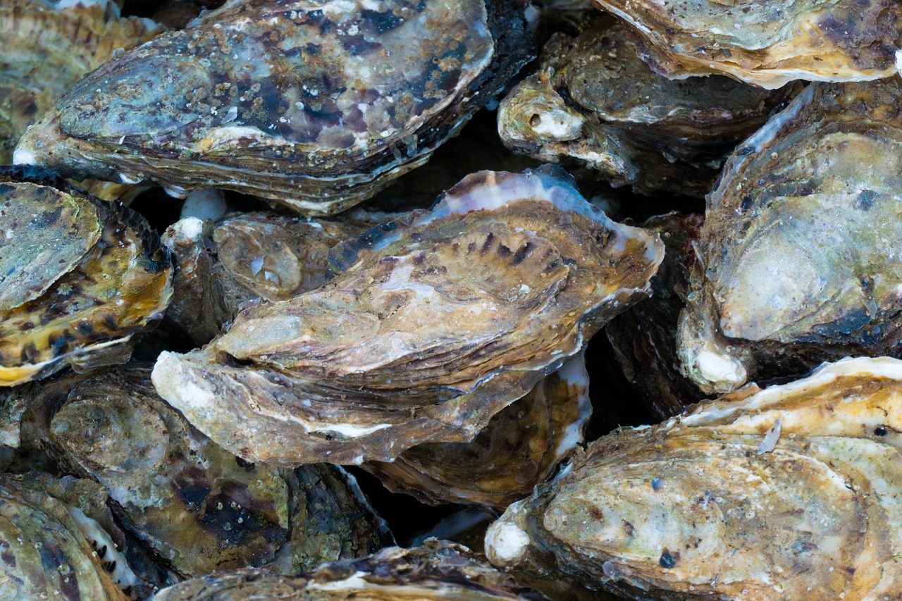 Kbaucherel oysters 4747796